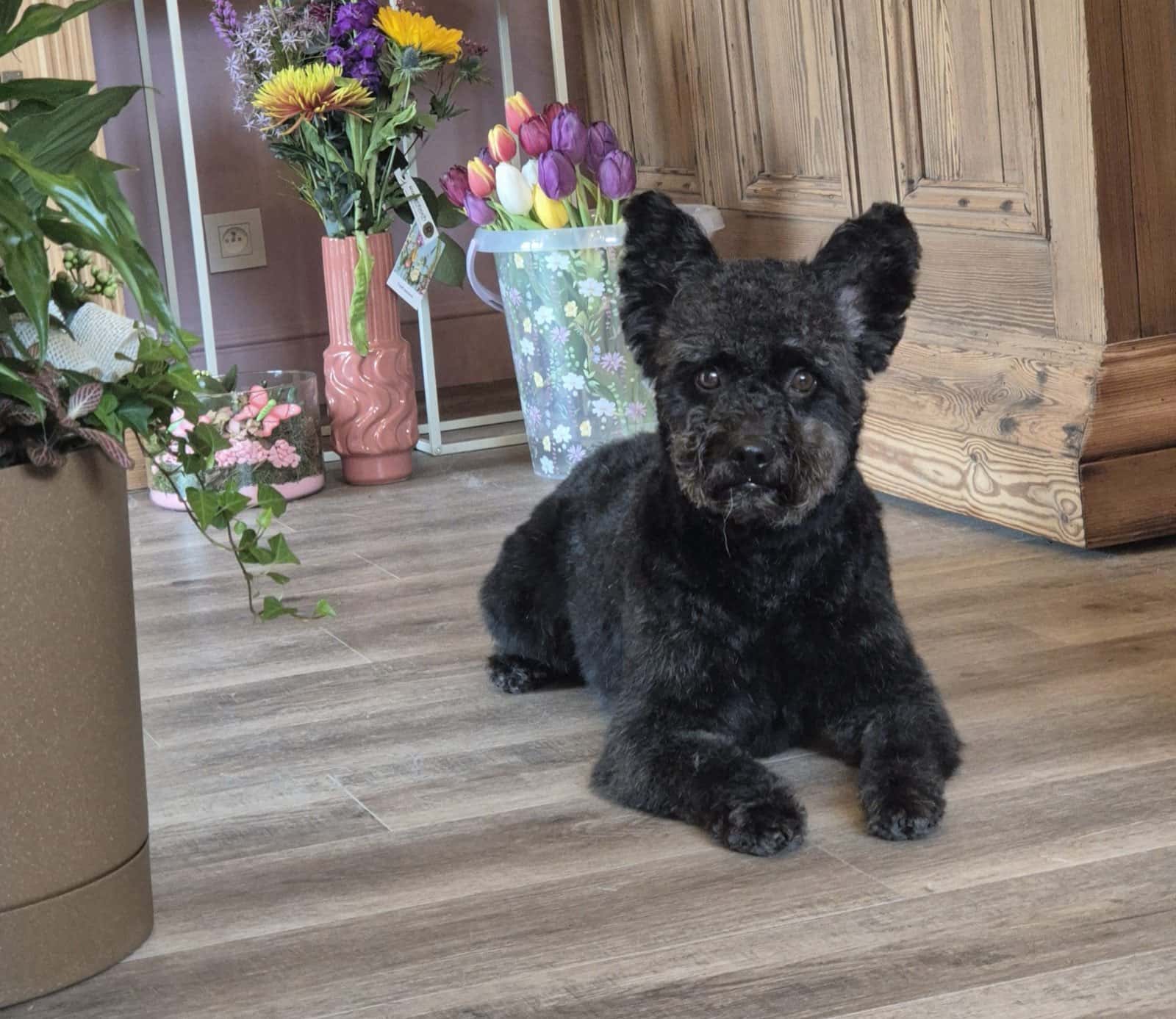 Vers getrimd hondje bij Feliday